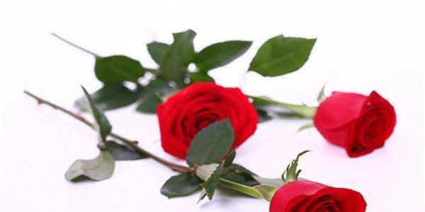 30朵玫瑰花语是什么？送花时需要注意什么？
