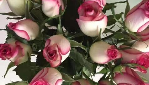 32朵玫瑰的花语是什么？送花时需要注意什么？