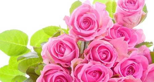 32朵玫瑰花代表什么？花语含义详解？