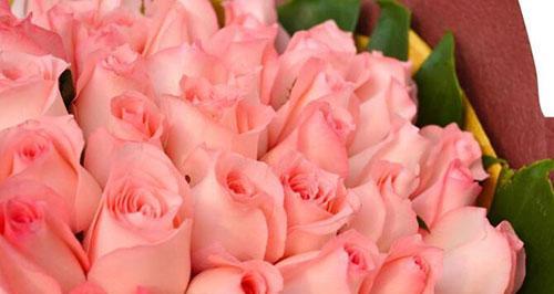 32朵玫瑰花代表什么？花语含义详解？