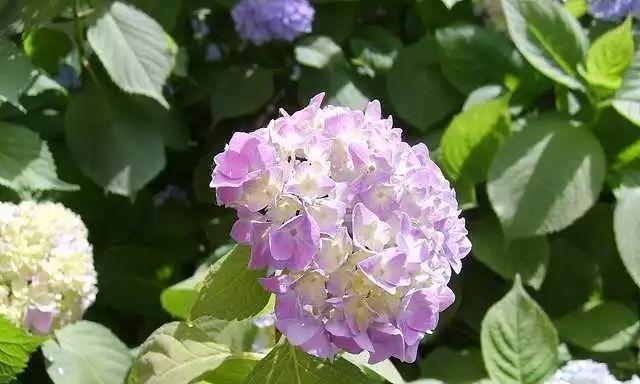 绣球花的花语是什么？如何用绣球花表达情感？