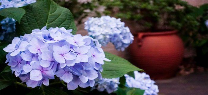 绣球花的花语是什么？如何表达爱意和幸福？