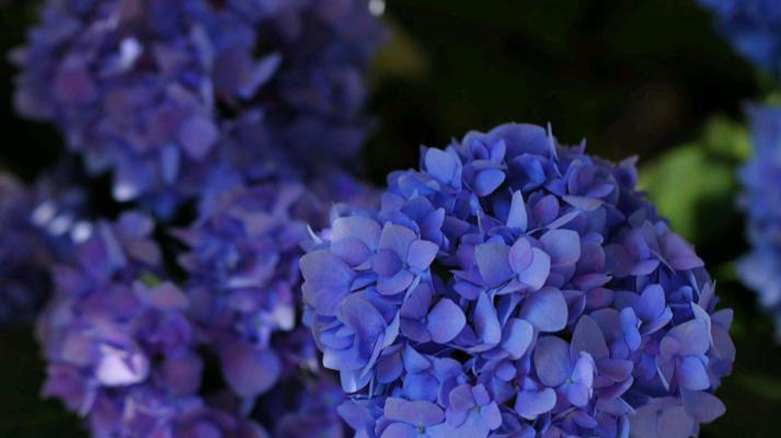绣球花的花语是什么？如何表达爱意和幸福？