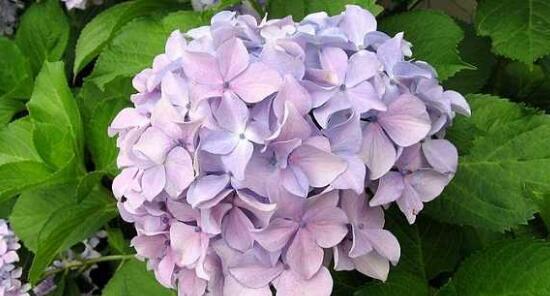 绣球花的花语是什么意思？如何解读绣球花的象征意义？