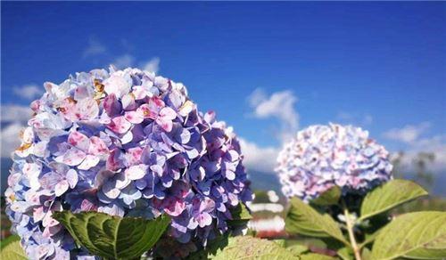 绣球花的花语是什么意思？如何解读绣球花的象征意义？