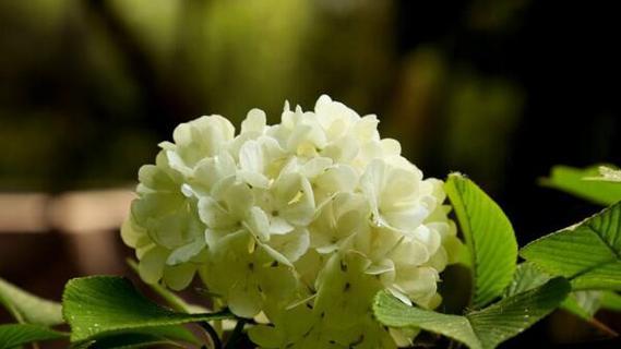 绣球花的花语是什么意思？如何解读绣球花的象征意义？