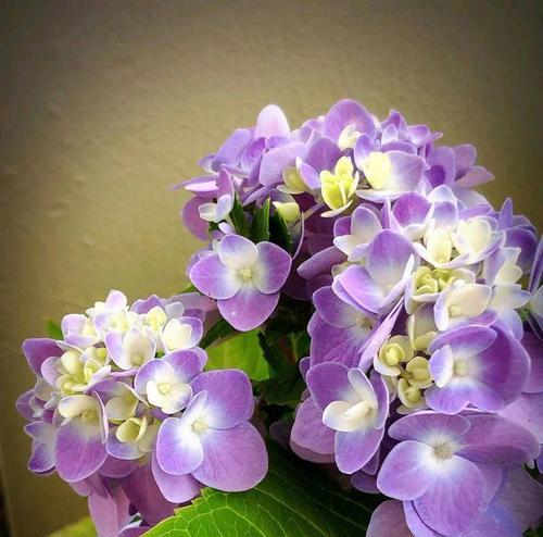 绣球花的花语和寓意是什么？如何正确理解绣球花的象征意义？