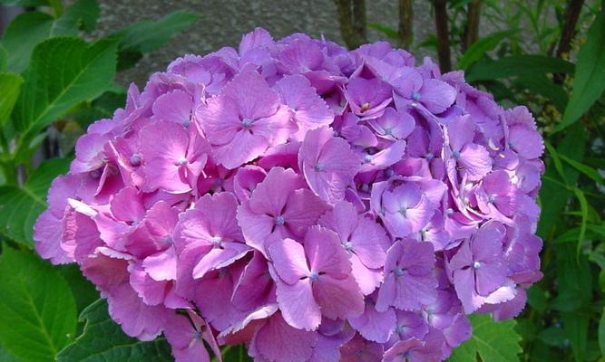 绣球花花语代表什么？绣球花的含义有哪些常见疑问解答？