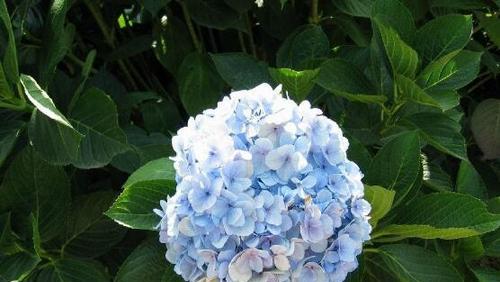 绣球花花语代表什么？绣球花的含义有哪些常见疑问解答？