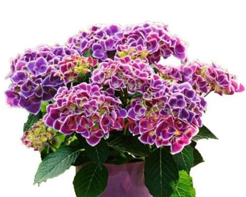 绣球花象征着什么？绣球花的寓意有哪些？