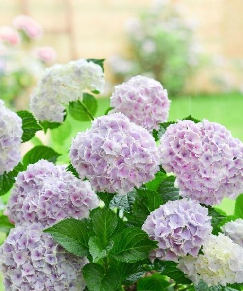 绣球花象征着什么？绣球花的寓意有哪些？