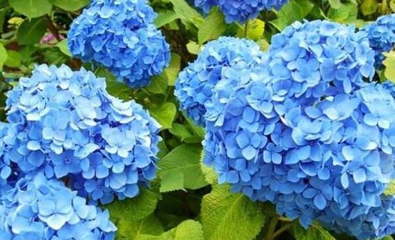 绣球花象征着什么？绣球花的寓意有哪些？