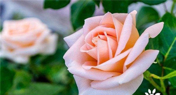 39朵玫瑰花花语是什么意思？送花时需要注意什么？