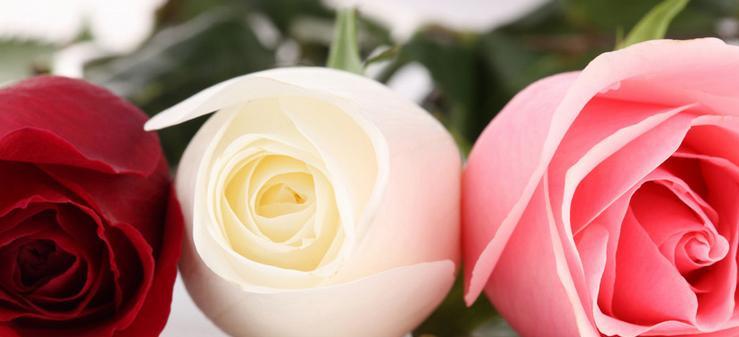 3朵玫瑰的花语是什么？赠送时应注意什么？