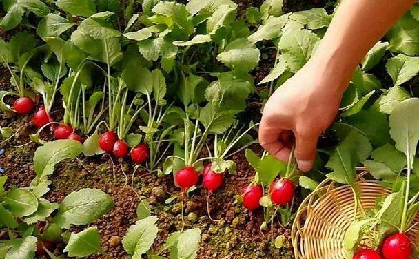 4月份适合种植哪些蔬菜？如何进行蔬菜种植？