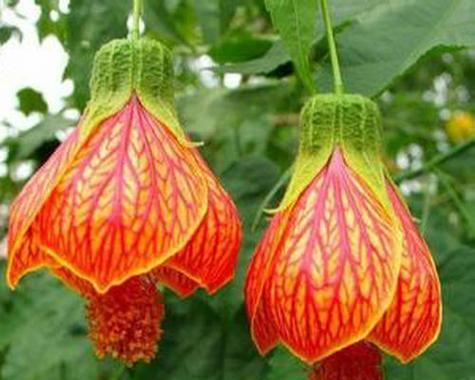 悬铃花花语是什么意思？如何理解悬铃花的象征意义？