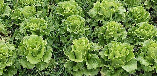 7月份北方适合种植什么蔬菜？有哪些蔬菜种植技巧？