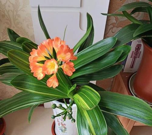 君子兰开花预示着什么意思？如何解读君子兰的花语？
