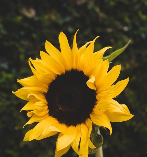 葵花代表的生肖是什么？如何通过葵花了解生肖文化？