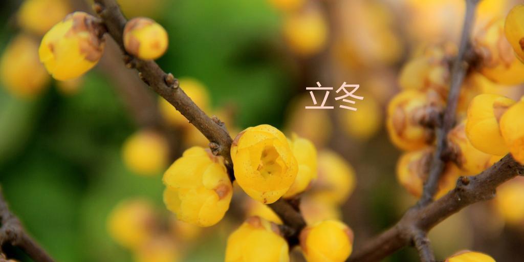 腊梅花花语是什么？它代表了哪些意义？