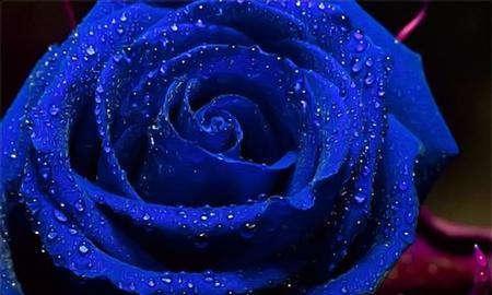蓝色玫瑰的花语代表什么？购买时需要注意什么？