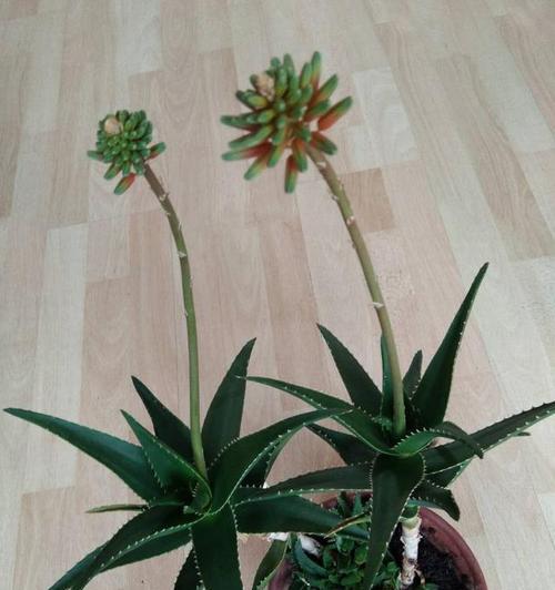 龙爪开花预示着什么意思？如何解读这一自然现象？