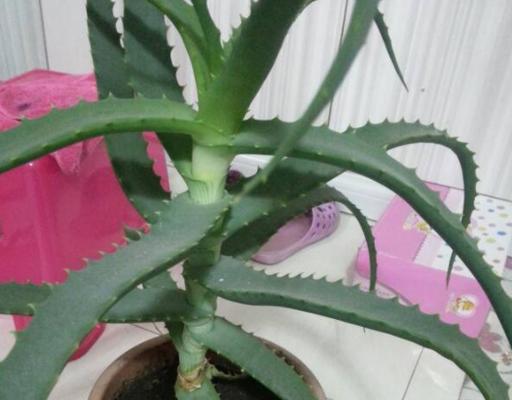 龙爪开花预示着什么意思？如何解读这一自然现象？