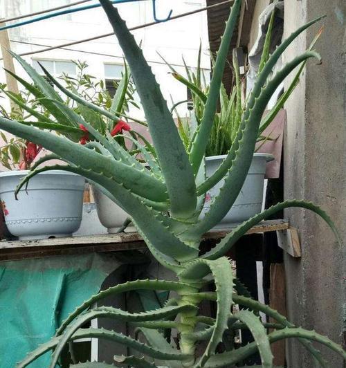 芦荟开花代表什么风水含义？芦荟开花好不好？
