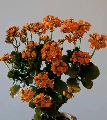 长寿花开花有什么含义？长寿花的花语是什么？
