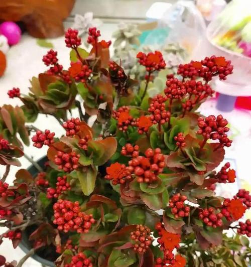 长寿花开花有什么含义？长寿花的花语是什么？