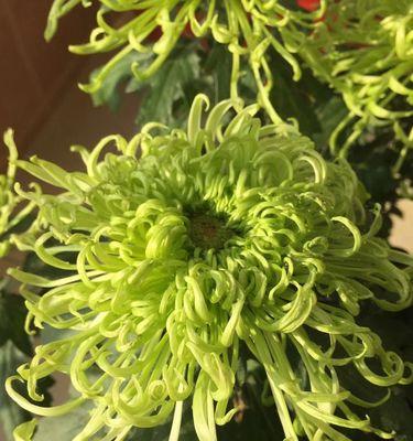 绿菊花的花语是什么？绿菊花代表的含义有哪些？