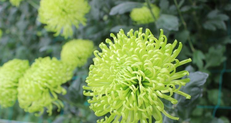 绿菊花代表什么？绿菊花的寓意有哪些？