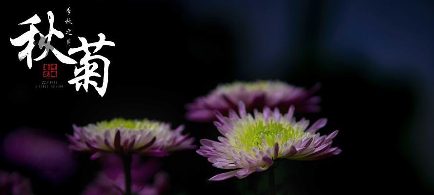 绿菊花代表什么？绿菊花的寓意有哪些？