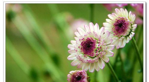 绿色雏菊代表什么？花语和寓意有哪些常见问题解答？