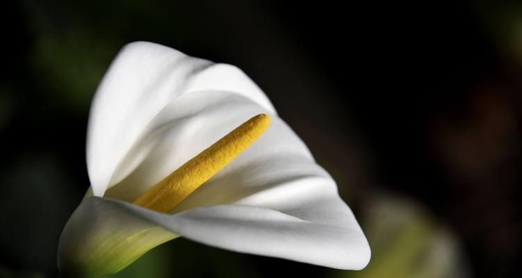 马蹄花代表什么意思？马蹄花的花语和象征意义是什么？