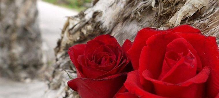 玫瑰花的花语象征含义是什么？