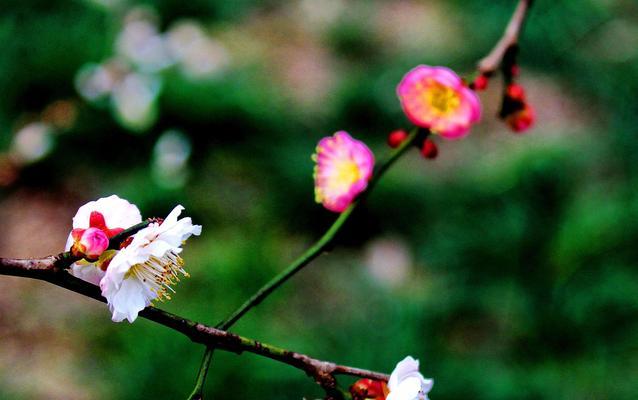 梅花代表的生肖是哪个？梅花象征的生肖有哪些特点？