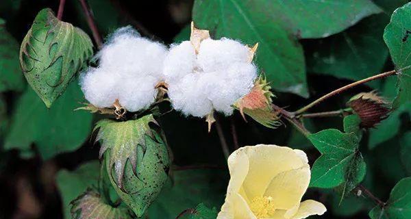 棉花的花语是什么？了解棉花的象征意义及其文化内涵？