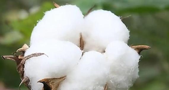 棉花的花语是什么？了解棉花的象征意义及其文化内涵？