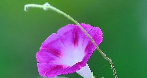 牵牛花的花语是什么？牵牛花寓意象征意义有哪些？
