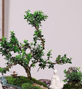 青松象征着什么？青松代表的人格特质有哪些？