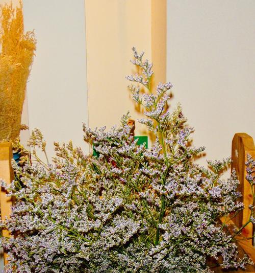 情人草的花语是什么？情人草寓意着什么含义？