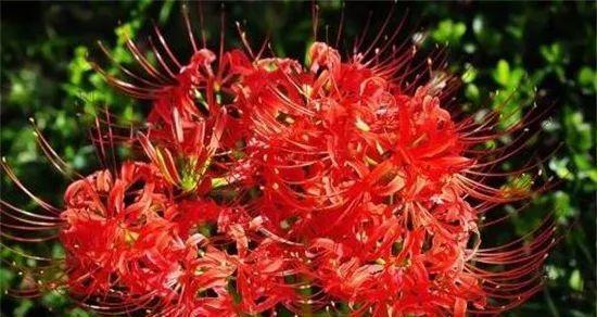 情人泪开花了吗？开花的寓意与兆头是什么？