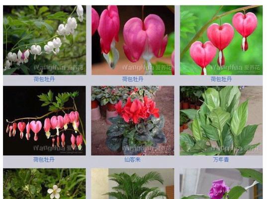 情人泪开花了吗？开花的寓意与兆头是什么？