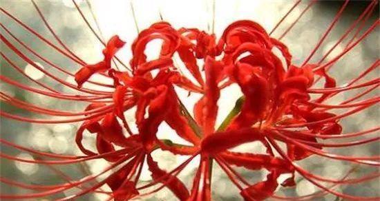 情人泪开花了吗？开花的寓意与兆头是什么？