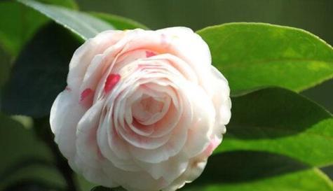 日本山茶花花语是什么？它代表了哪些意义？