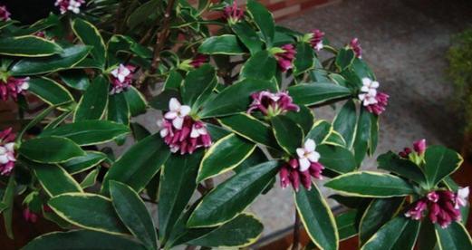 瑞香花花语是什么？瑞香花代表的含义有哪些？