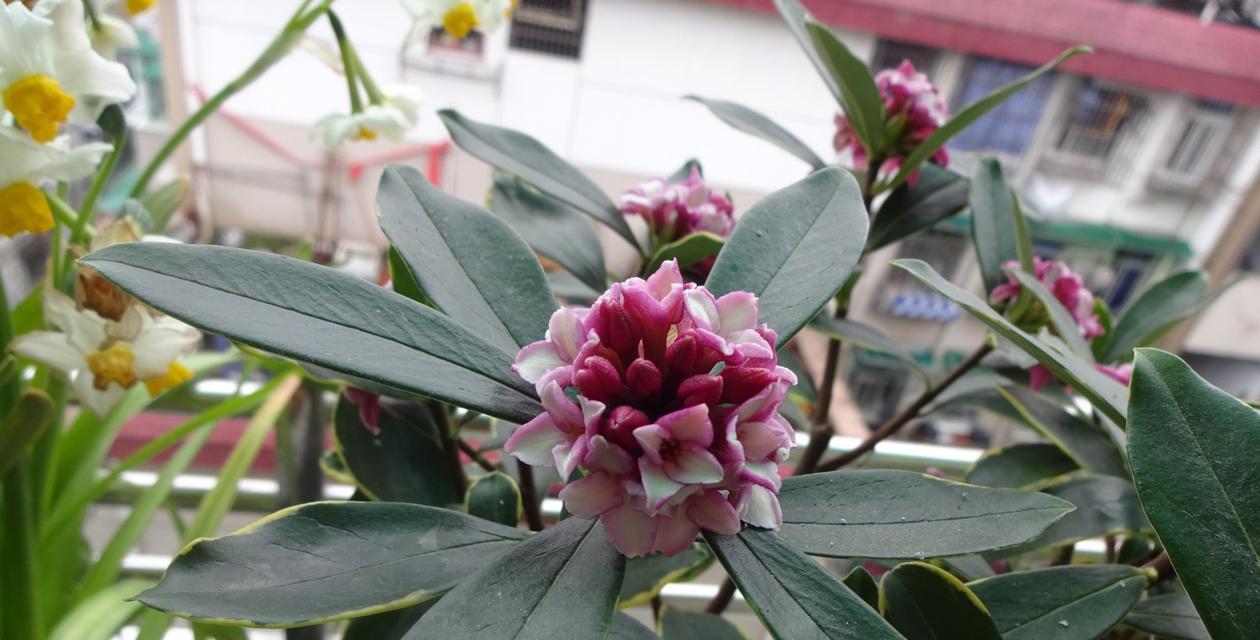 瑞香花花语是什么？瑞香花代表的含义有哪些？