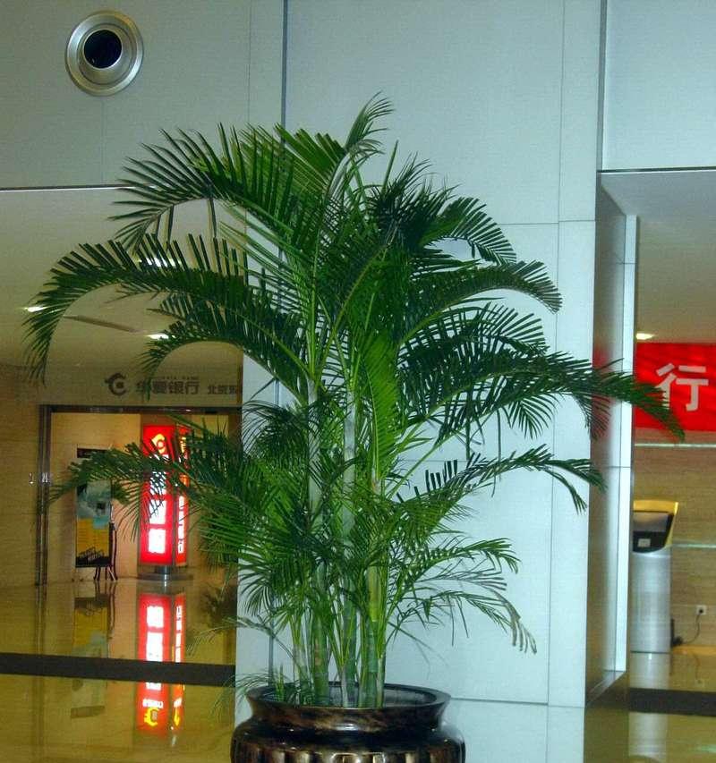 散尾葵开花了吗？其寓意和兆头是什么？