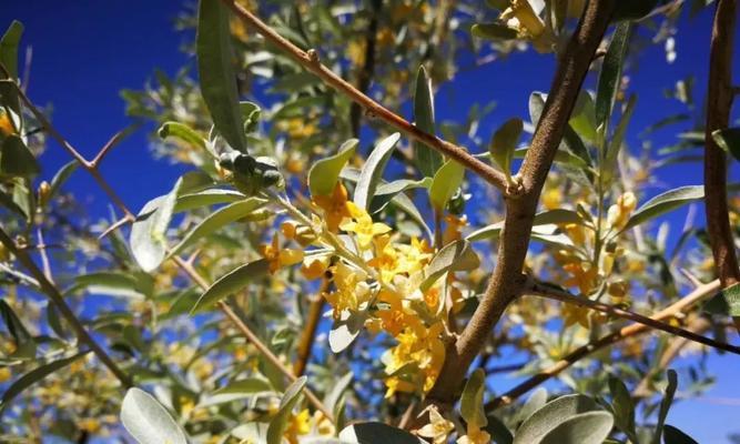 沙枣花的花语是什么？沙枣花寓意有哪些常见问题解答？